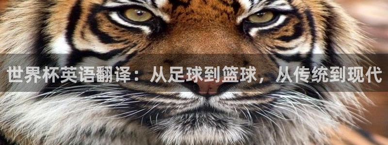 2026世界杯官网入口：世界杯英语翻译：从足球到篮球，从传统到现代