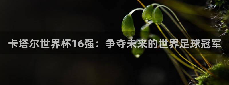 世界杯女足直播：卡塔尔世界杯16强：争夺未来的世界足球冠军